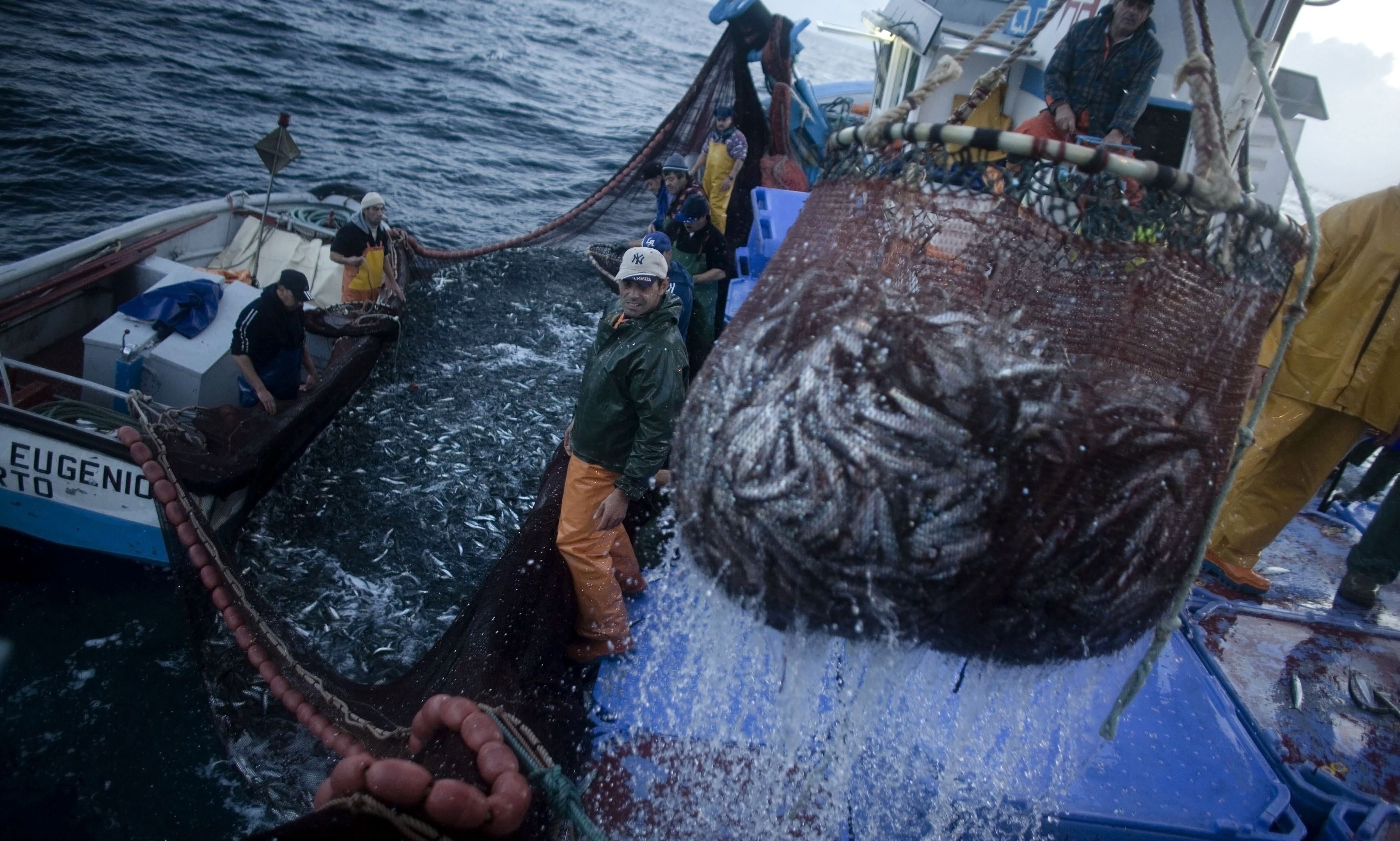 Suspenden permisos de pesca industrial en el Golfo – ADN
